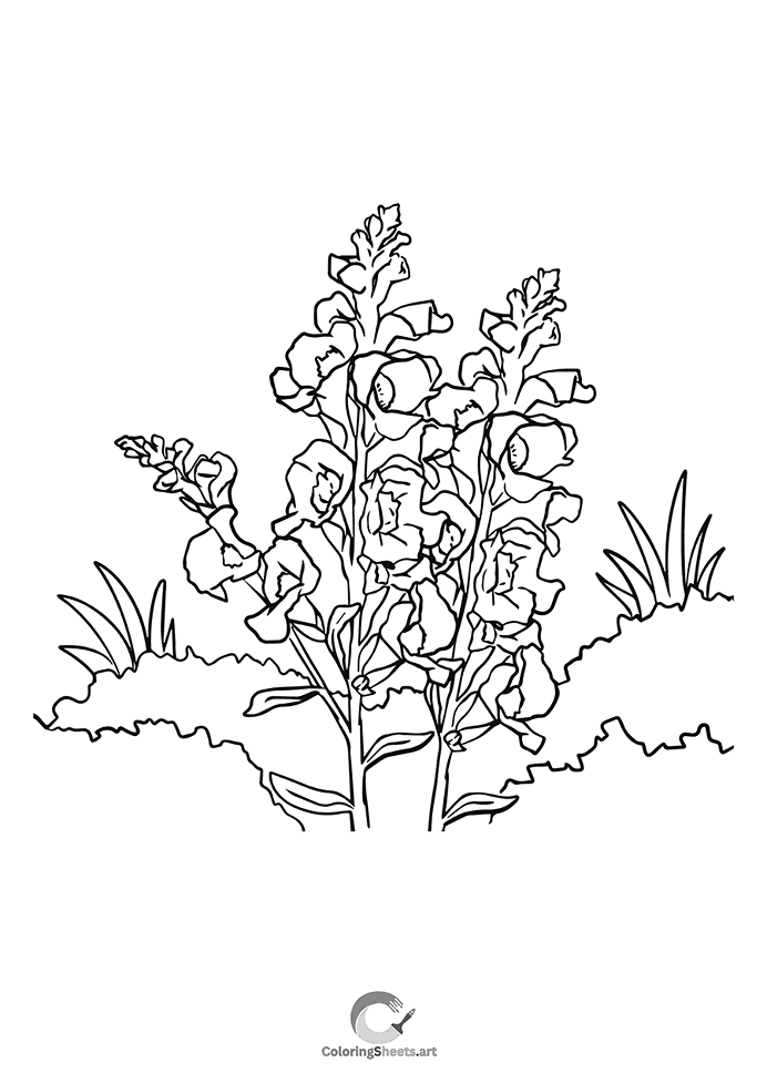 Beautiful snapdragon flower stalks, perfect for coloring.