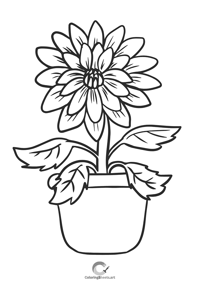 A blooming dahlia flower planted in a small pot.