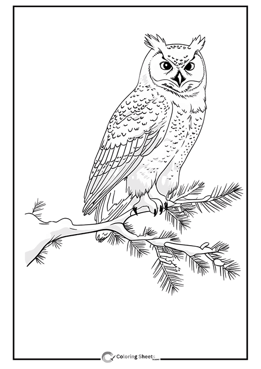 Owl on Snowy Branch Coloring Page - Beautiful owl resting on a snow-covered tree branch
