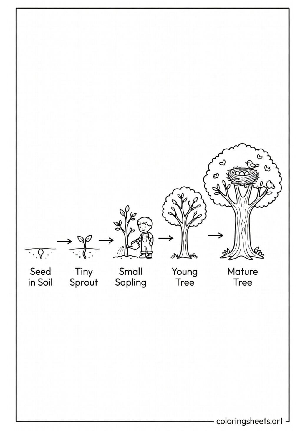 Five stages of tree growth from seed to mature tree with child watering sapling Earth Day educational coloring page — free printable PDF