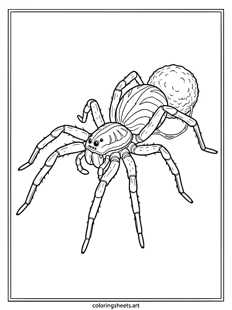 Wolf spider with egg sac realistic spider coloring page for teens free printable pdf